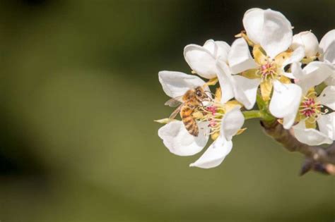 Pear tree pollination - Suffolk Fruit and Trees - The Fruit Tree Specialists