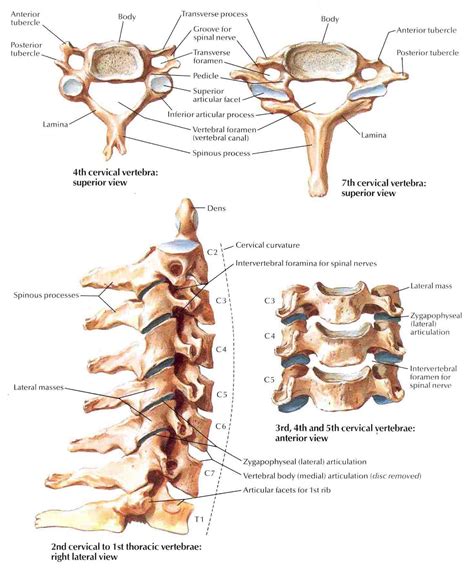 Arriba 94+ Foto Cual Es La Vertebra De Res Lleno