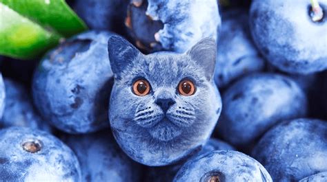 Blueberry Cat: Trending Videos Gallery | Know Your Meme