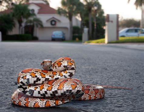 Red Cornsnake – Florida Snake ID Guide