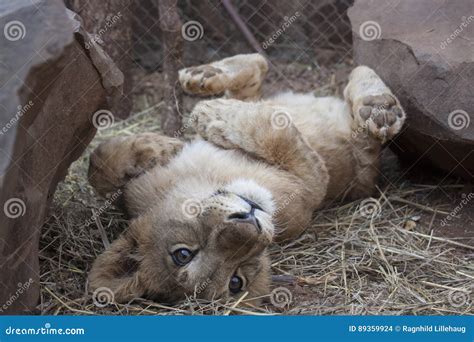 Lion cubs stock photo. Image of beautyinnature, africa - 89359924