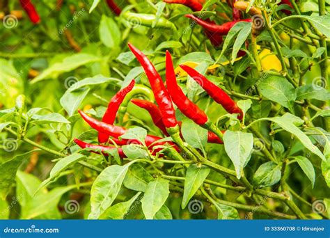 Chilli Tree Royalty Free Stock Photos - Image: 33360708