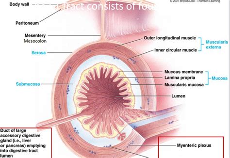 Chapter 7 Digestive System | BS2001: Physiology