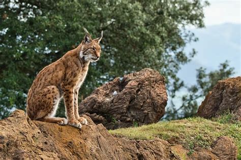 The Best Places in Spain for Wildlife Tourism | Villanovo