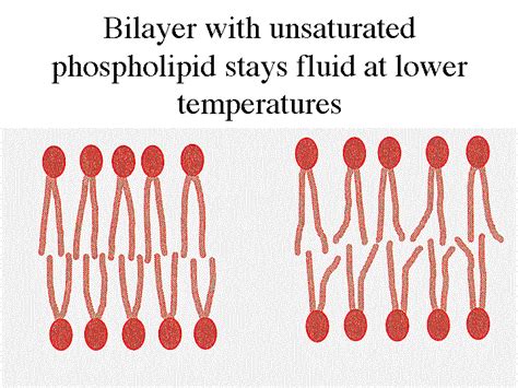 Bilayer with unsaturated phospholipid stays fluid at lower temperatures