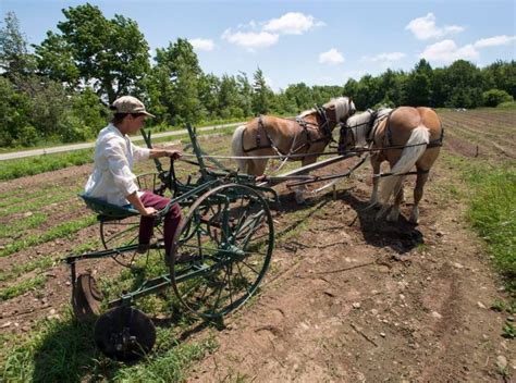 Why some Canadian farmers are still choosing horses over tractors | CBC ...