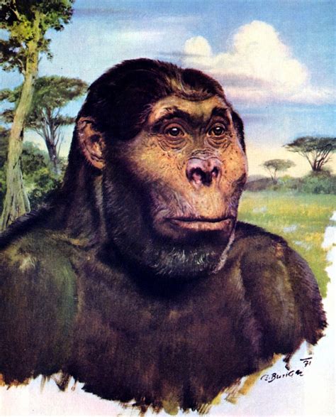 Paranthropus, 1971 | Prehistoric animals, Ancient humans, Prehistoric world