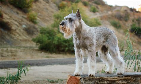 Giant Schnauzer Color Chart