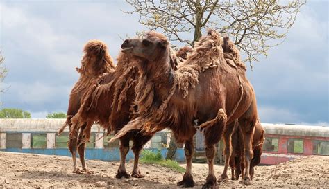 Camels Animals Desert - Free photo on Pixabay - Pixabay