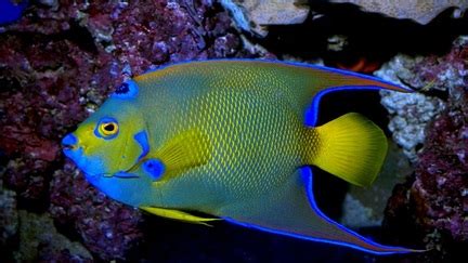 Angelfish - Great Barrier Reef