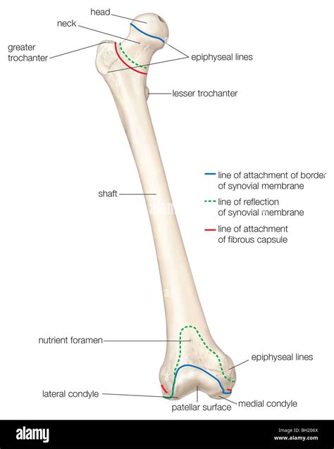 Medial condyle hi-res stock photography and images - Alamy