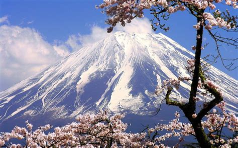 Cherry Blossom MT Fuji | Japan Mountains Mount Fuji Cherry Blossoms ...