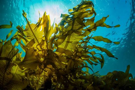 What is Seaweed? Everything You Need to Know - American Oceans