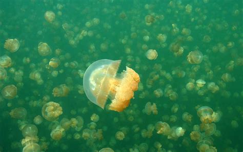 Jellyfish Lake - Coral Reef Research Foundation