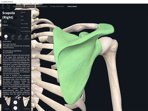 Scapula Diagram Anatomy Bones Human Anatomy Anatomy | Images and Photos ...