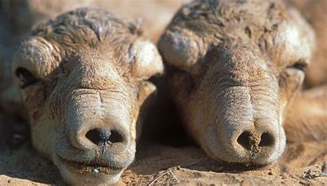 Saiga Antelopes Look Like Adorable Star Wars Characters! | Baby Animal Zoo