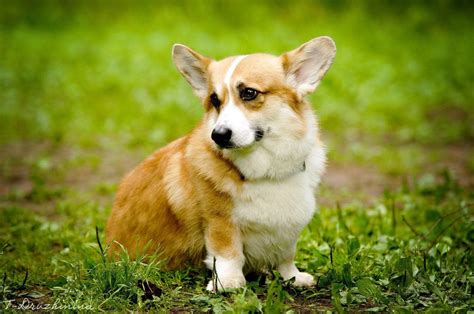 Corgi Wallpapers - Wallpaper Cave