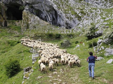 Why Transhumance Matters | priscillawoolworth.com