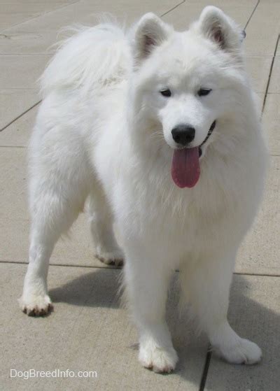 99+ Samoyed Dog Names Girl - l2sanpiero