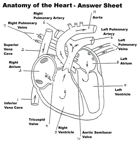 Heart Anatomy Labeling Worksheet