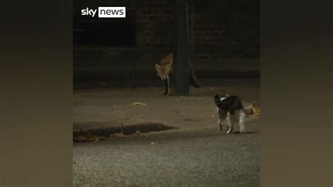 Larry the cat gets into a tense fight outside Downing Street | indy100