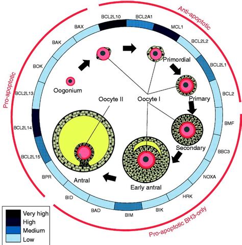 Image result for stages of oocyte development | Development, Physiology, Map