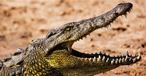 Two American tourists were attacked by a crocodile at a resort in Mexico