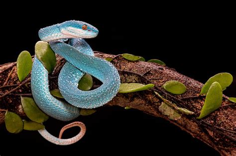 HD wallpaper: nature, snake, reptiles, wildlife, photography, branch, mamba | Wallpaper Flare