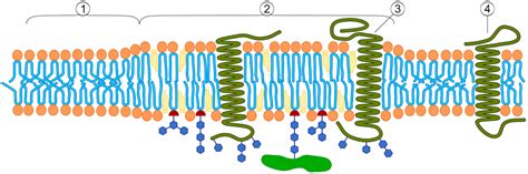 Sphingolipids, Membrane Rafts and Caveolae - sphingomyelin and ...