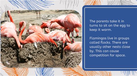 Life cycle of a flamingo Google Slides presentation | Teaching Resources