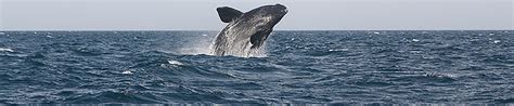 Wildlife Fact Sheets: North Pacific Right Whale - Ocean Conservancy