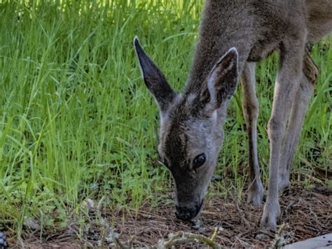 Deer Grazing Grass Close Free Stock Photo - Public Domain Pictures