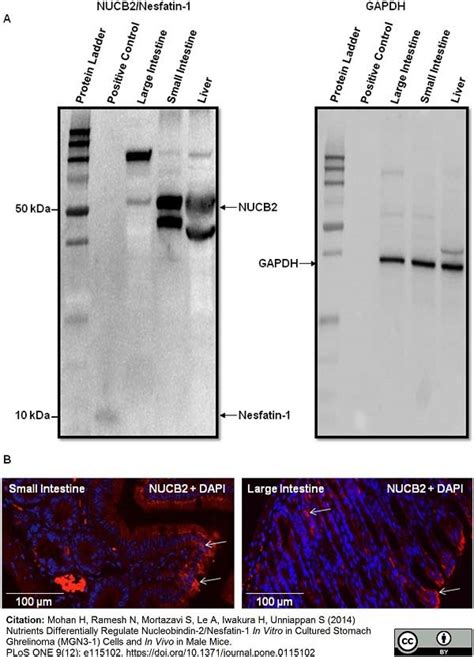 Anti GAPDH (N-Terminal) Antibody | Bio-Rad