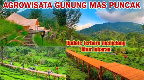 AGROWISATA GUNUNG MAS PUNCAK BOGOR TERBARU 2023‼️WISATA TEA BRIDGE ...