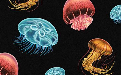 Five Texas Jellyfish—and Relatives—to Know – Texas Monthly