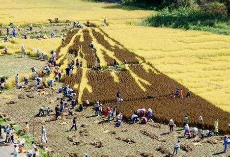 Photos: Rice paddy art harvest ~ Pink Tentacle