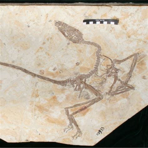 Fossil reveals how feathered dinosaurs differed from birds | Earth | EarthSky