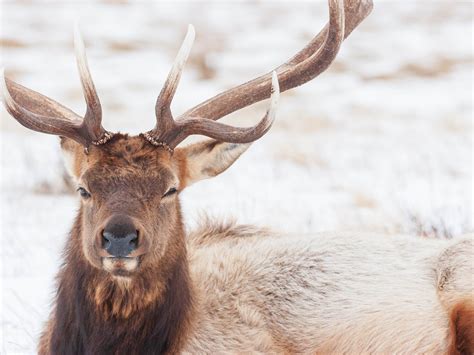 Yellowstone In Winter | Winter Tours of Yellowstone