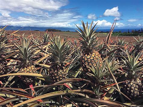 Our Maui Pineapple Tour — Fil-Am Voice