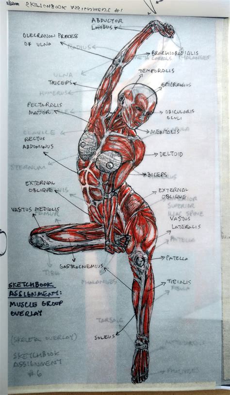 Новости Male Figure Drawing, Figure Drawing Reference, Anatomy Reference, Pose Reference, Human ...