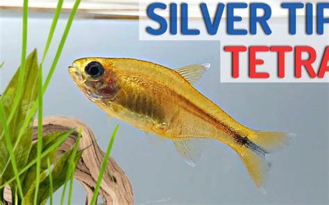 Silver Tip Tetra : Discover the Fascinating World of Silvertip Tetras ...