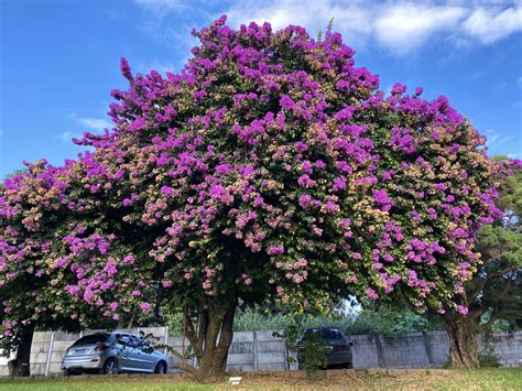 This huge bougainvillea tree in Brazil : r/gardening