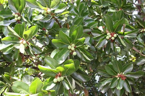 Macadamia Nut Tree SEEDS 3 Big Seeds Macadamia integrifolia | Etsy