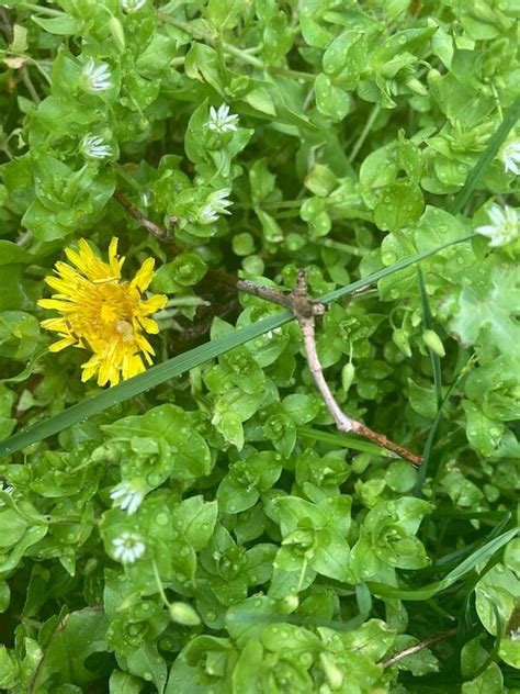 Edible Weeds: Learn about Chickweed - Karen Palcho, Palcho's Products