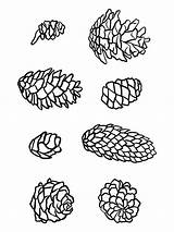 Pine Cone Coloring Pages Printable Sketch Page sketch template