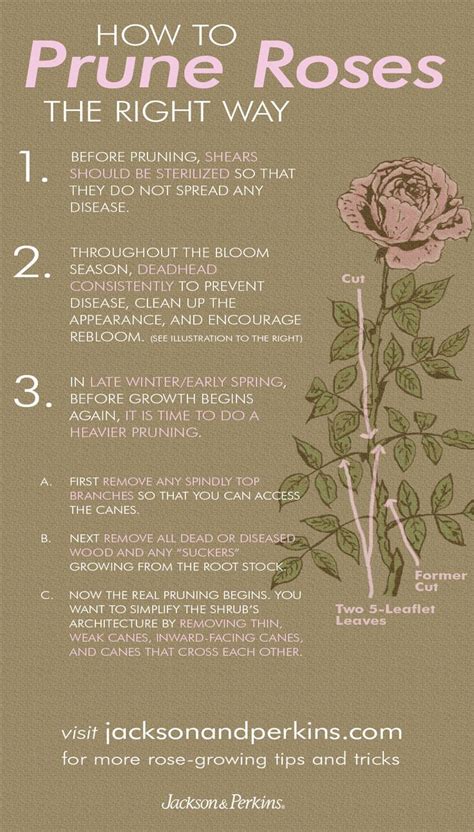 Rose Plant Growing Tips - G4rden Plant