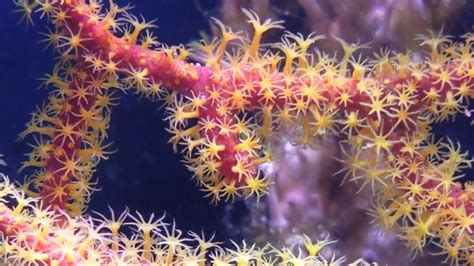 Gorgonian coral - YouTube