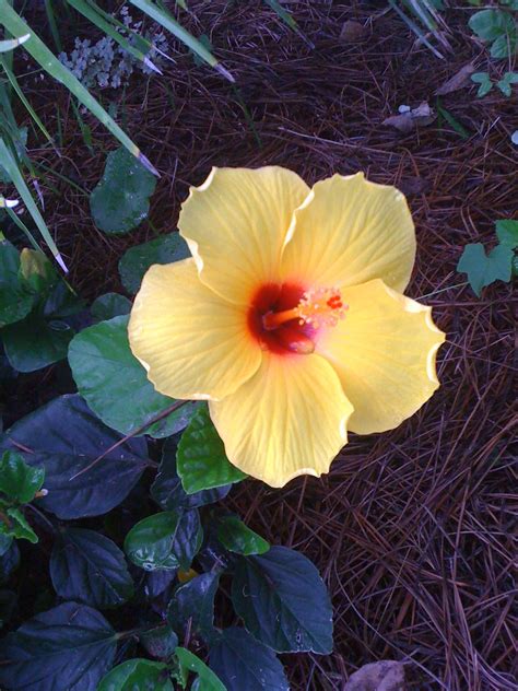 Native flower in HHI, South Carolina | Flowers, Plants, South carolina