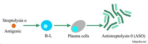 ASO Titer (Antistreptolysin O titer) – Labpedia.net