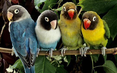 Cool Daily Pics: Beautiful Colorful Birds